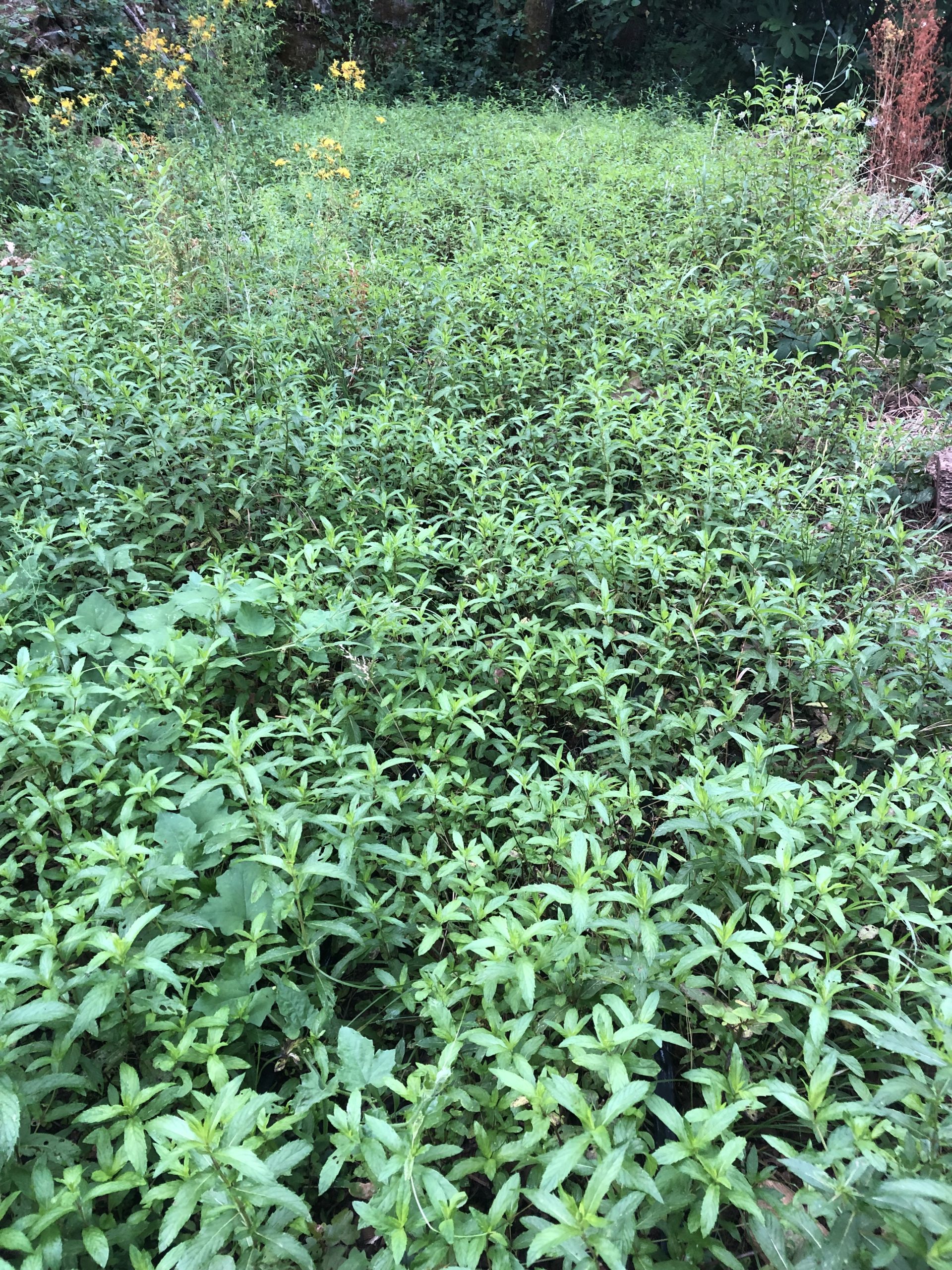 Hydrolat de menthe verte – Image 2