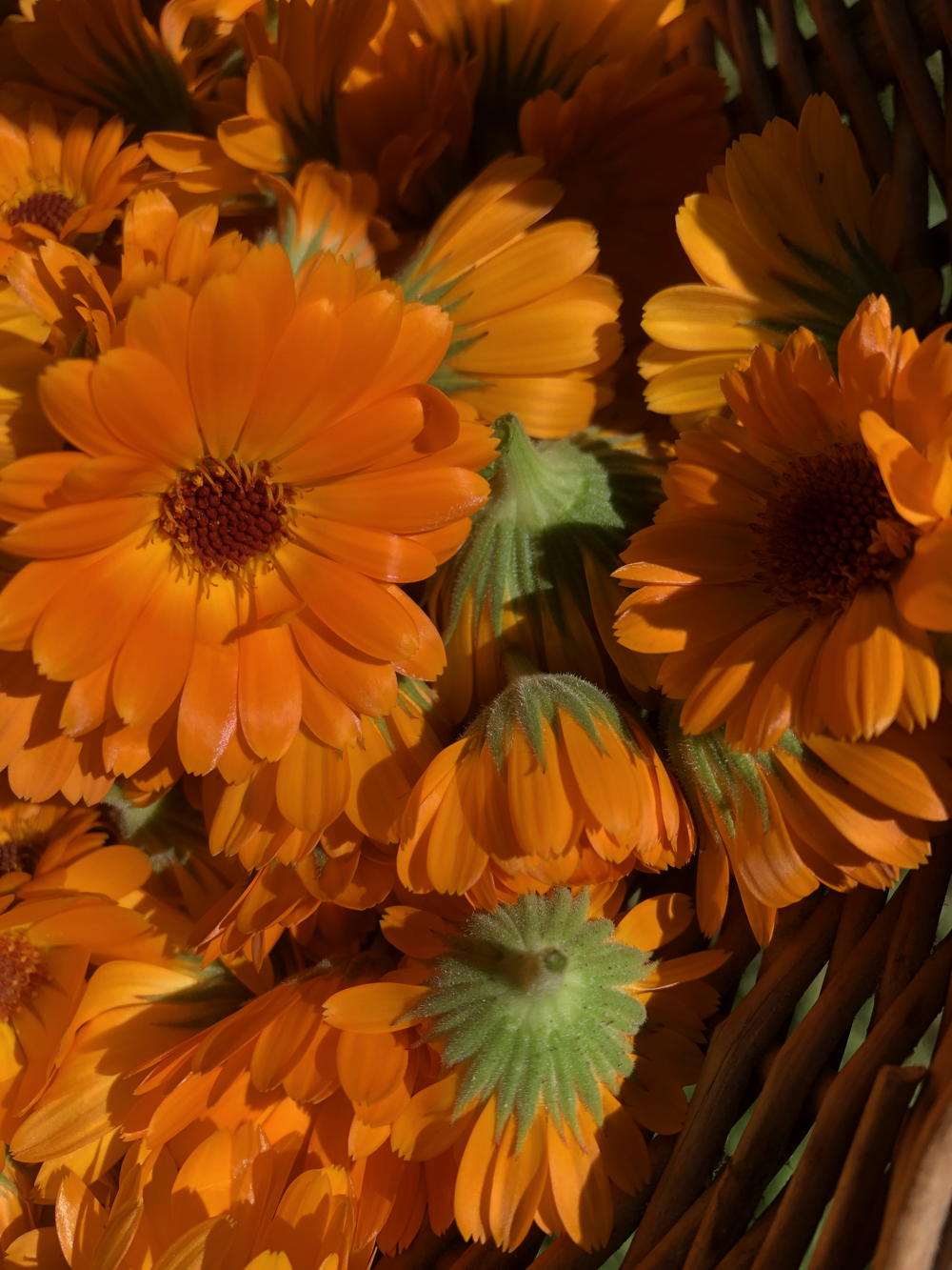 Baume au Calendula – Image 2